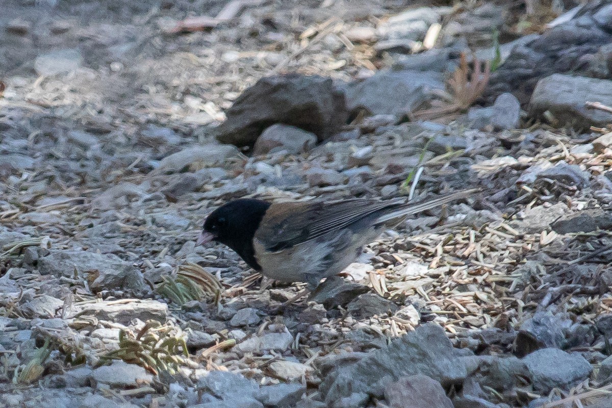 Dark-eyed Junco - ML587415101