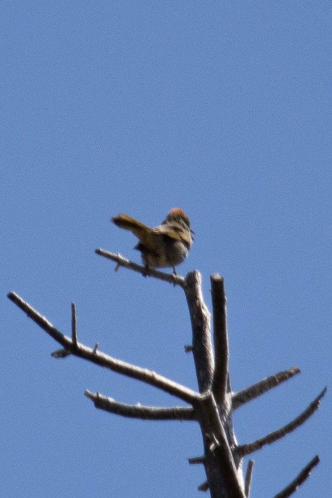 Green-tailed Towhee - ML587415151