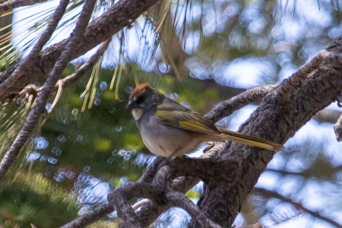 Green-tailed Towhee - ML587415161