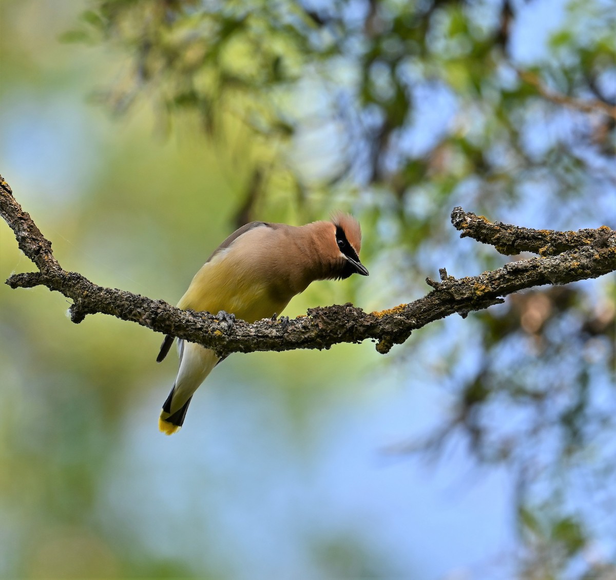 Cedar Waxwing - ML587416771