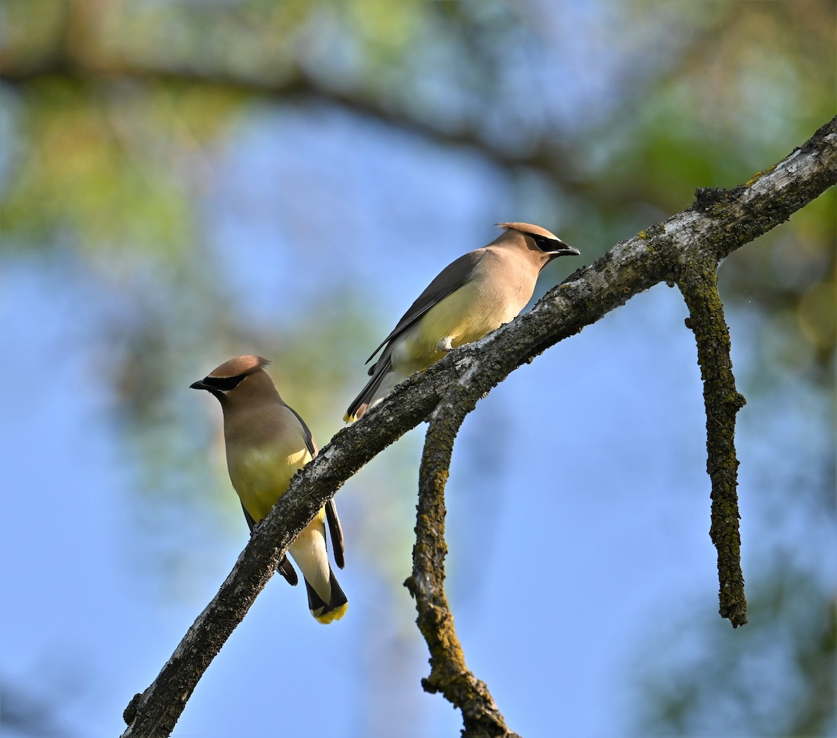 Cedar Waxwing - ML587416781