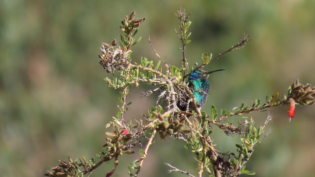 Glanz-Veilchenohrkolibri - ML587418161