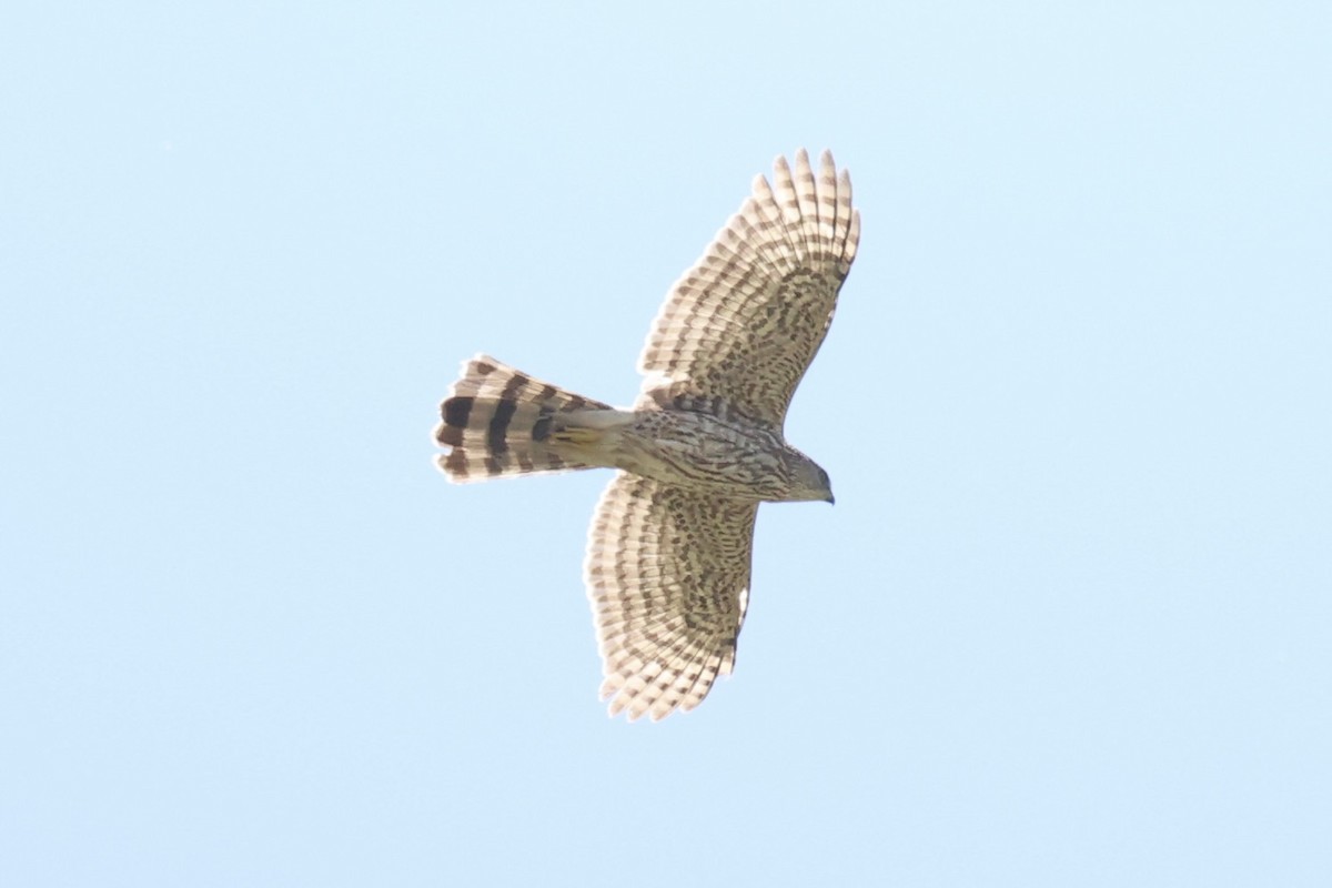 Sharp-shinned Hawk - ML587418591