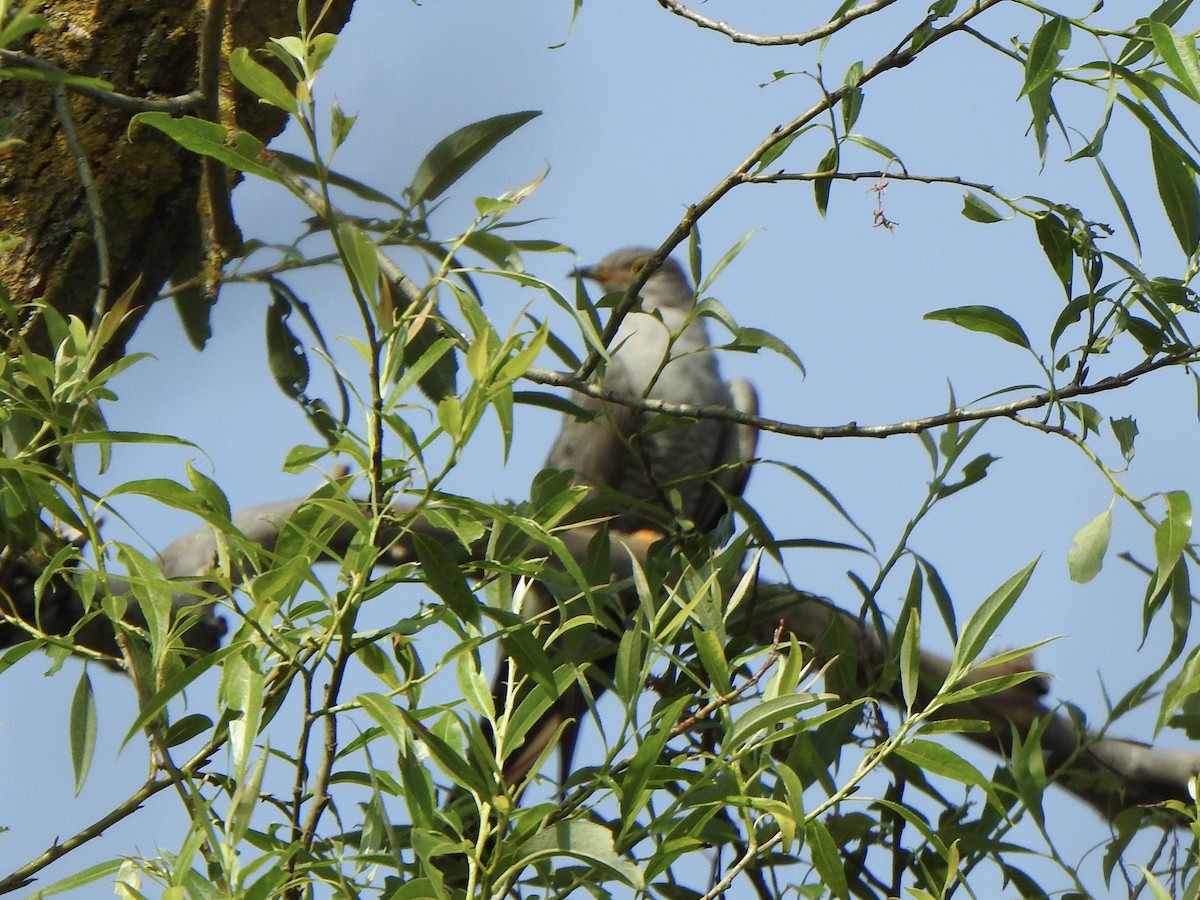 Common Cuckoo - ML587419461