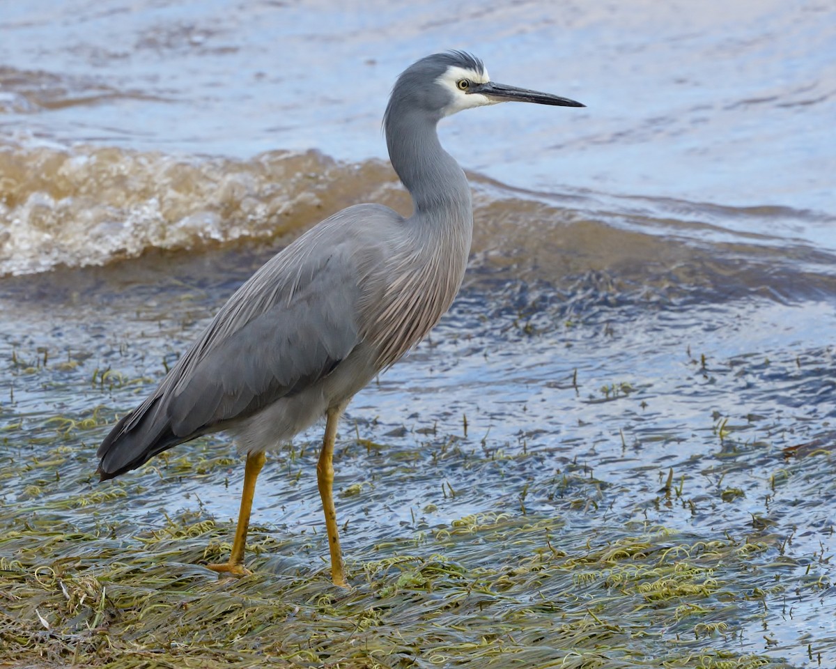 White-faced Heron - ML587420021