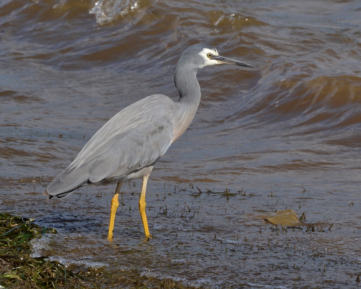 White-faced Heron - ML587420031