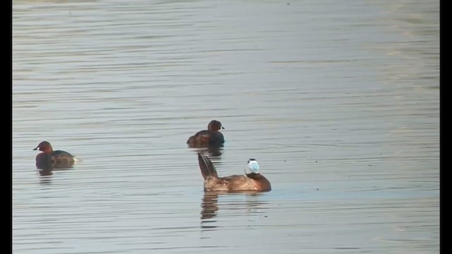 White-headed Duck - ML587420051