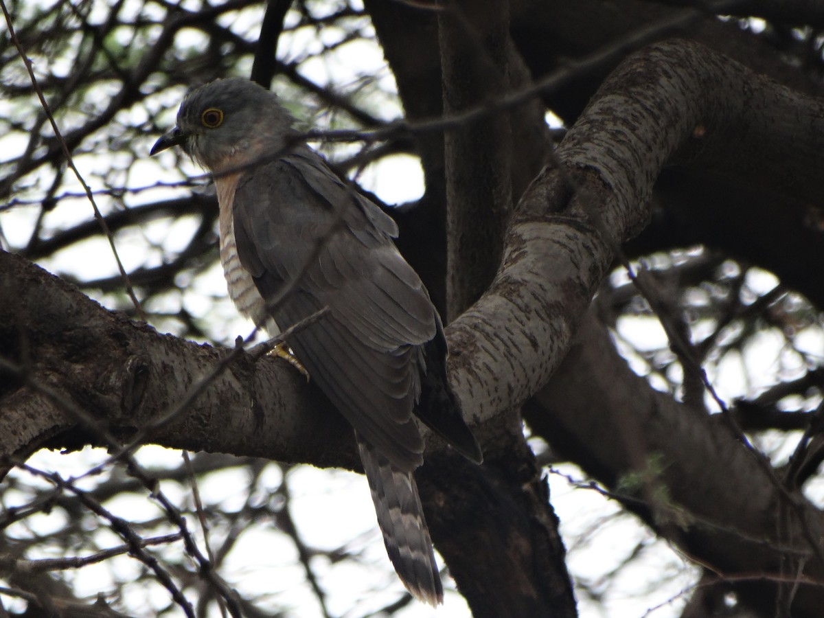 Common Hawk-Cuckoo - ML587420091