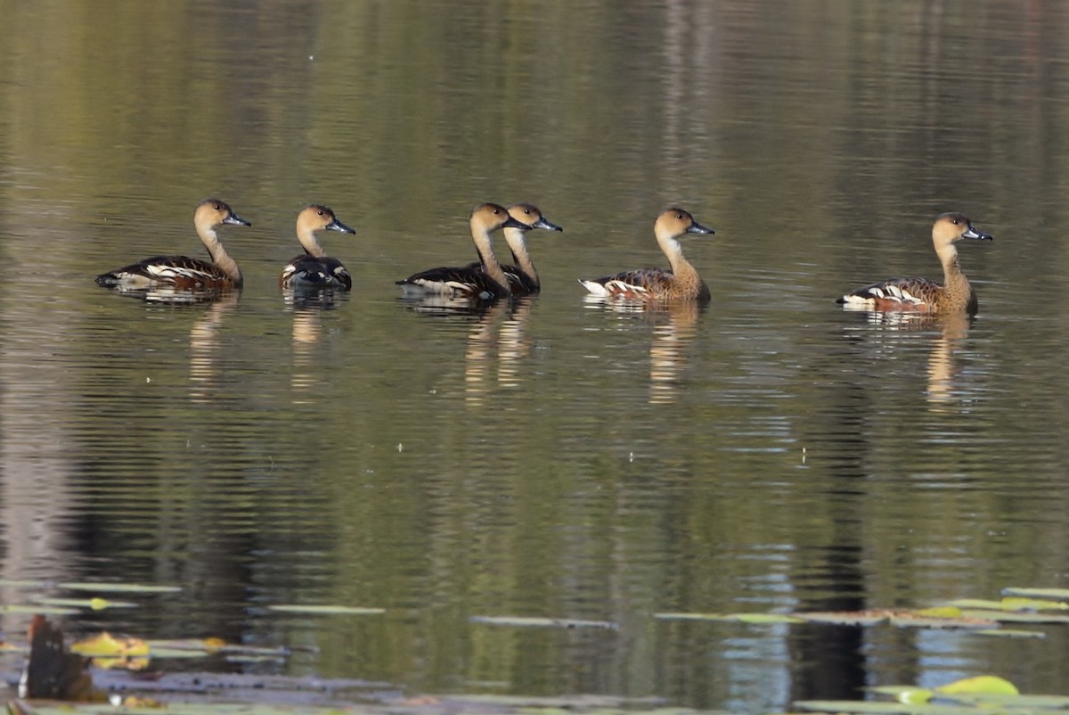 Wandering Whistling-Duck - ML587420131