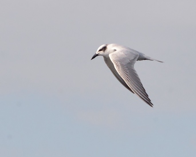 Australian Tern - ML587420141