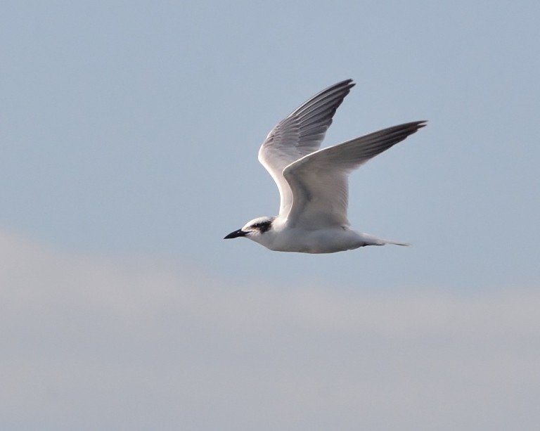 Australian Tern - ML587420151