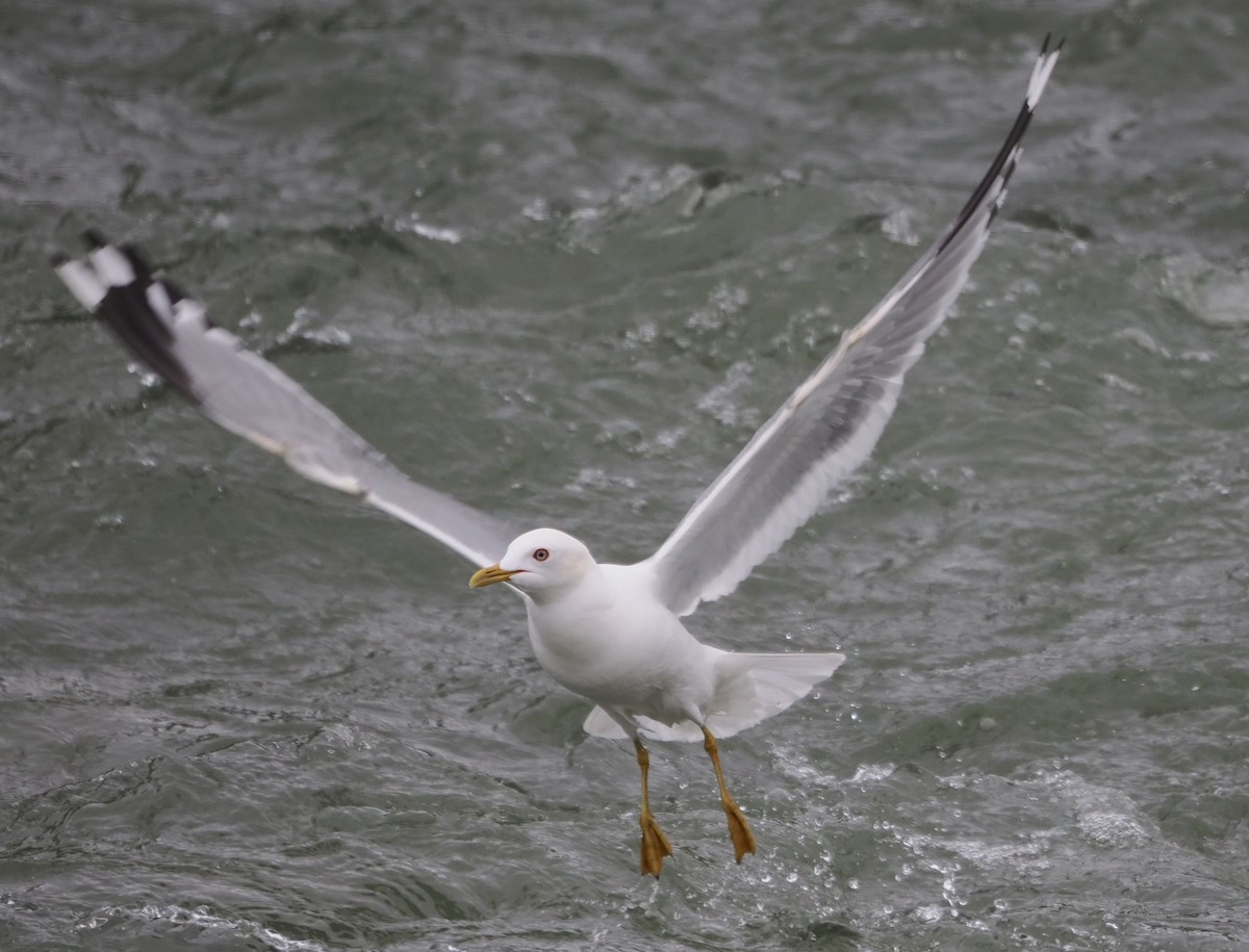 Short-billed Gull - Paul Linton