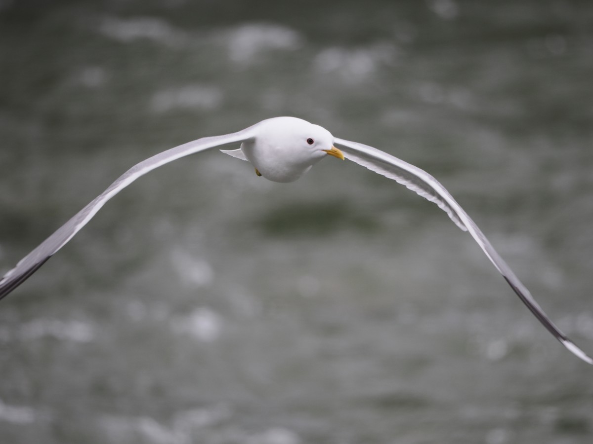 Short-billed Gull - Paul Linton