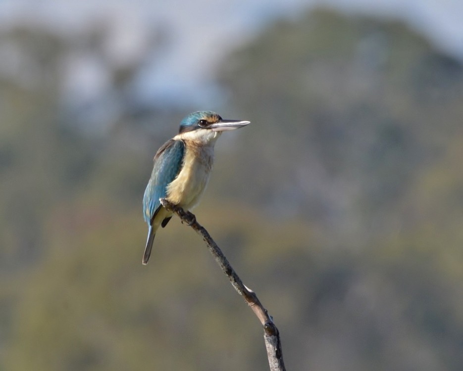Sacred Kingfisher - ML587420201