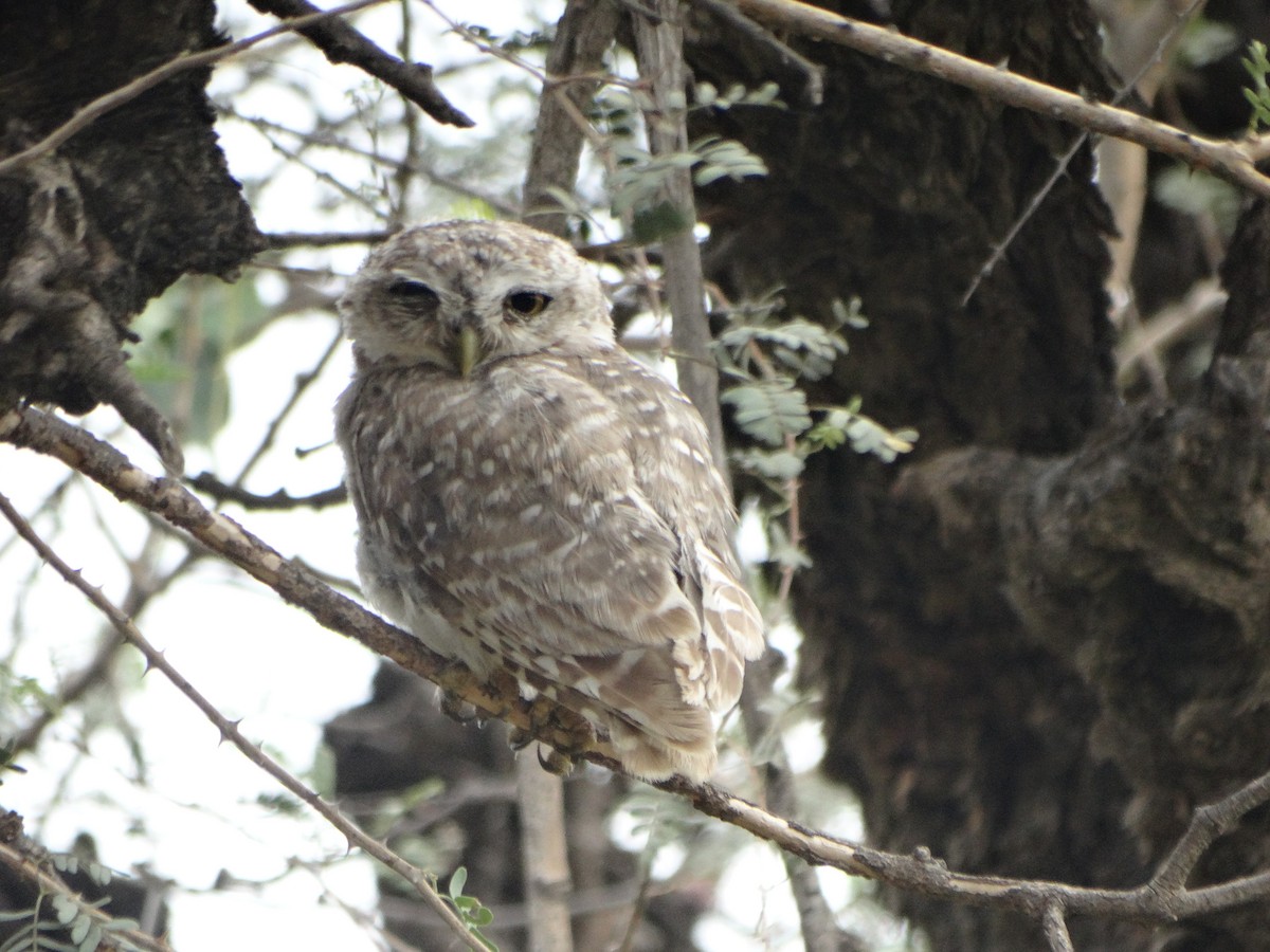 Spotted Owlet - ML587420221