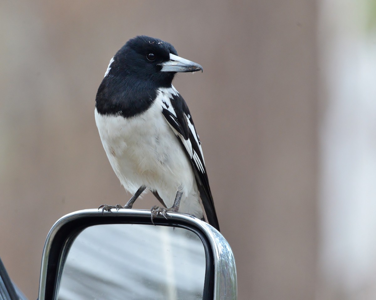 Pied Butcherbird - ML587420231