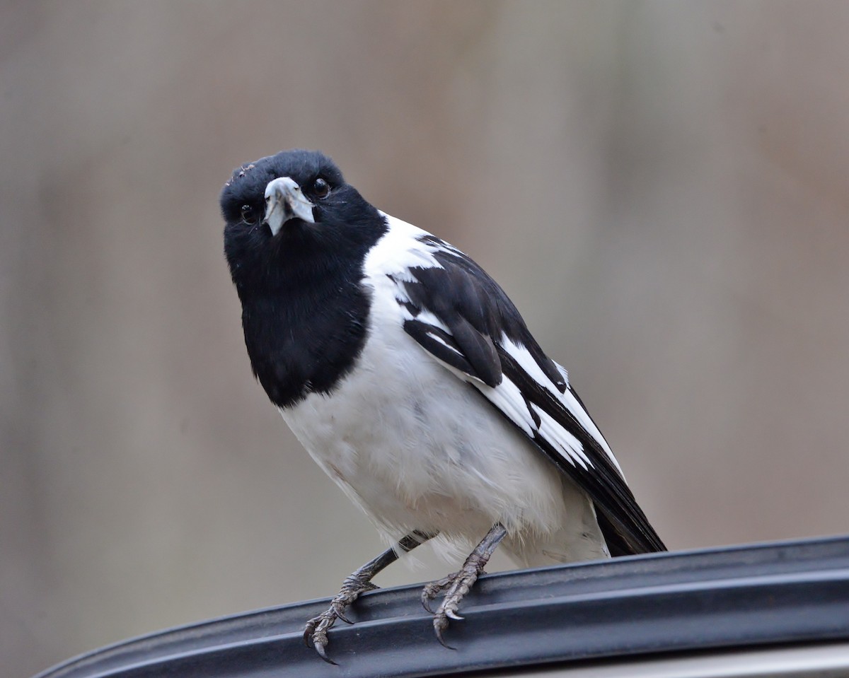 Pied Butcherbird - ML587420241
