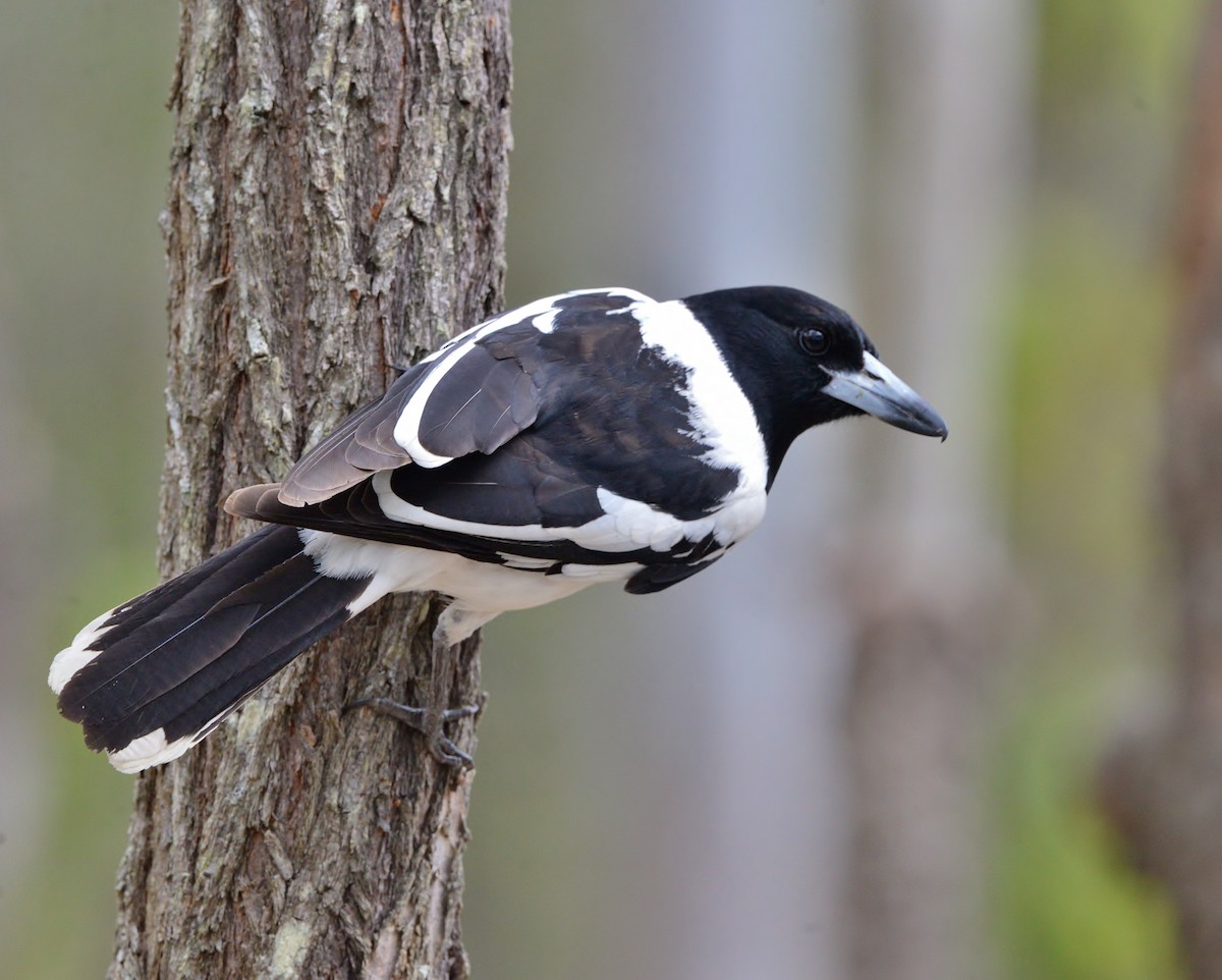 Pied Butcherbird - ML587420251