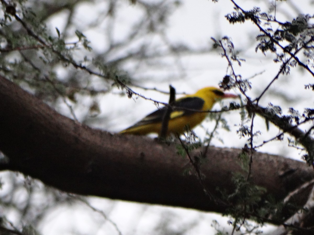 Indian Golden Oriole - ML587420751