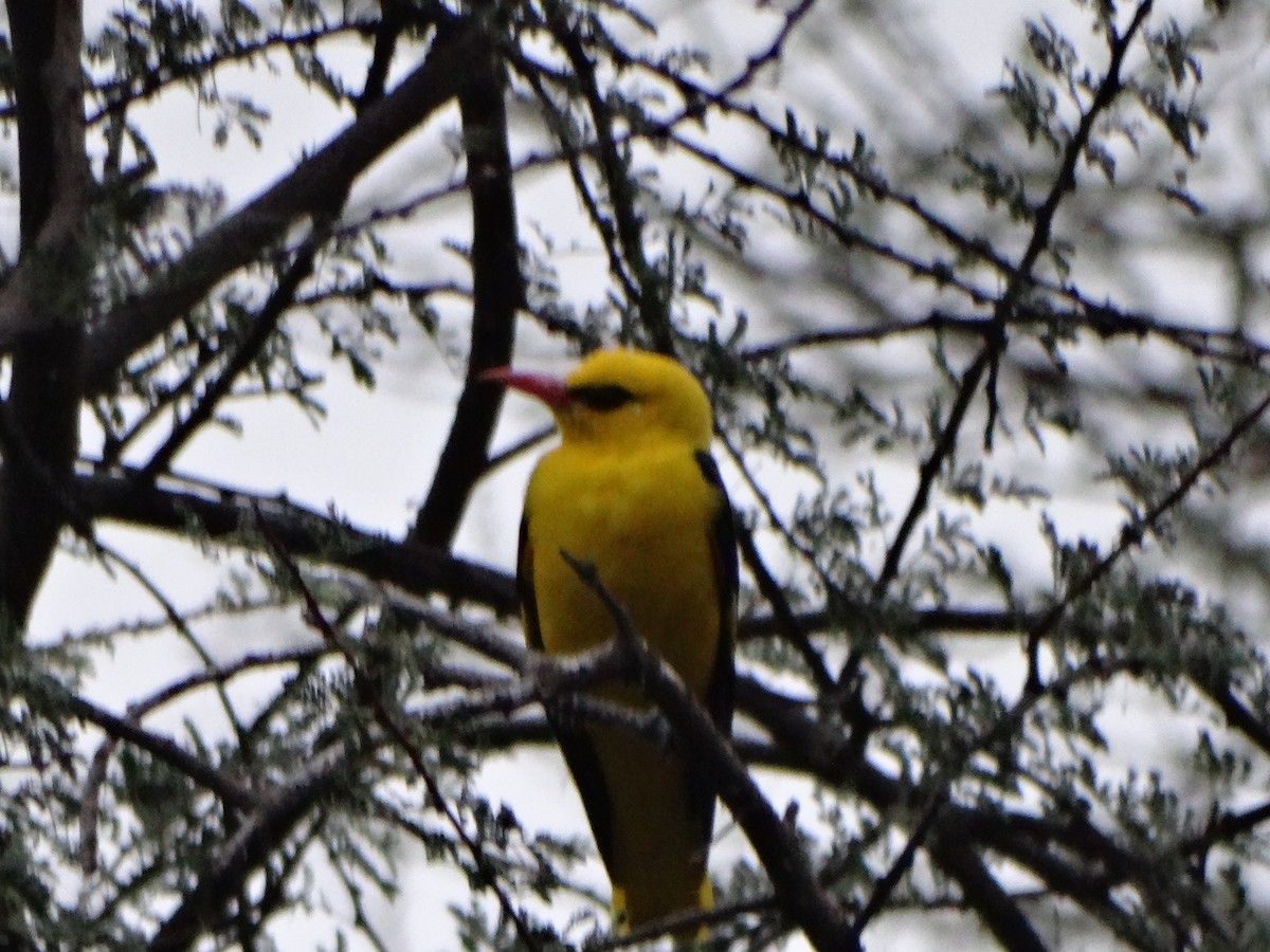 Indian Golden Oriole - ML587420761