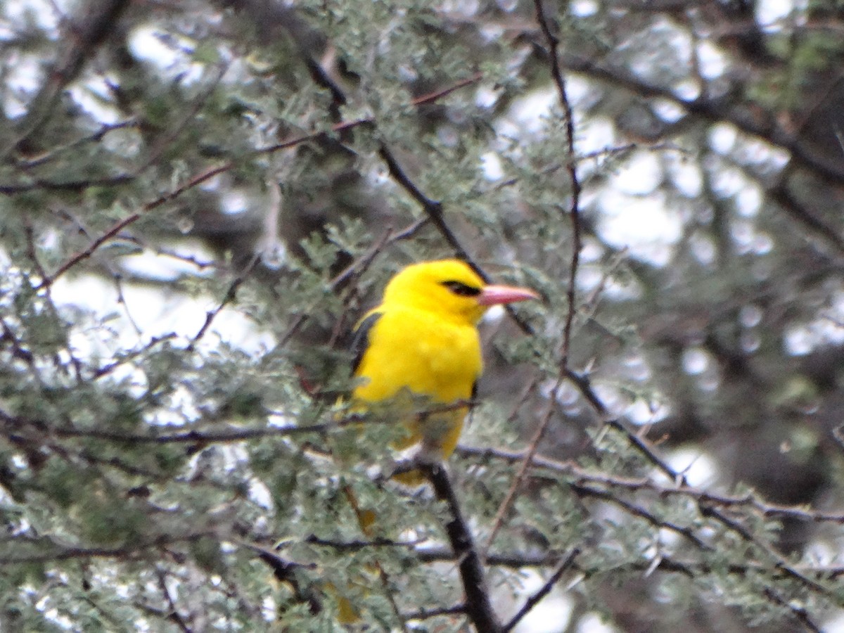 Indian Golden Oriole - ML587420771