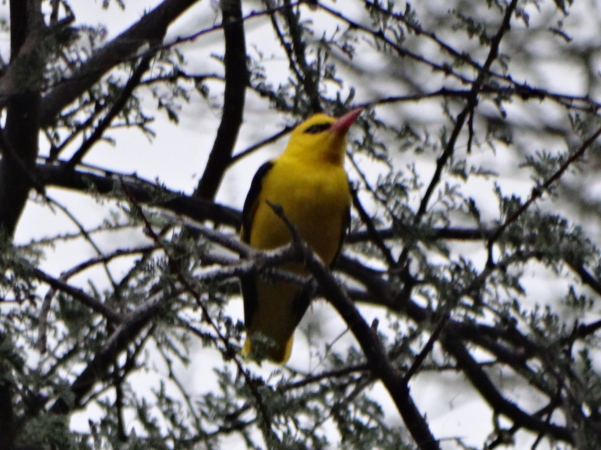 Indian Golden Oriole - ML587420781