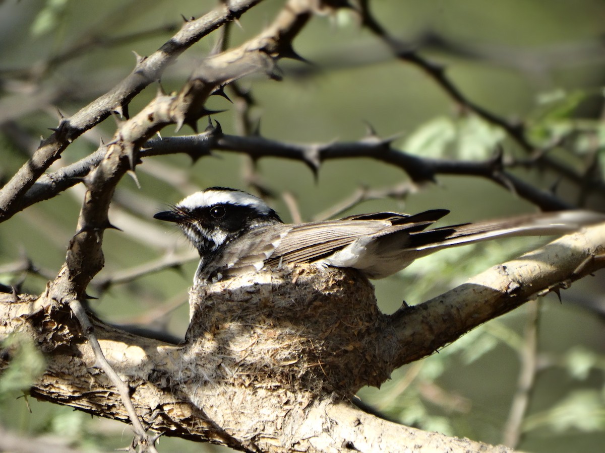 White-browed Fantail - ML587420941