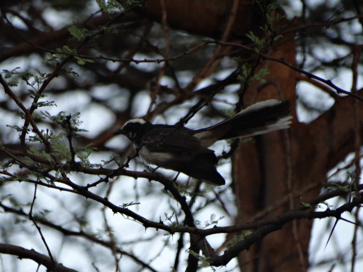 White-browed Fantail - ML587420961