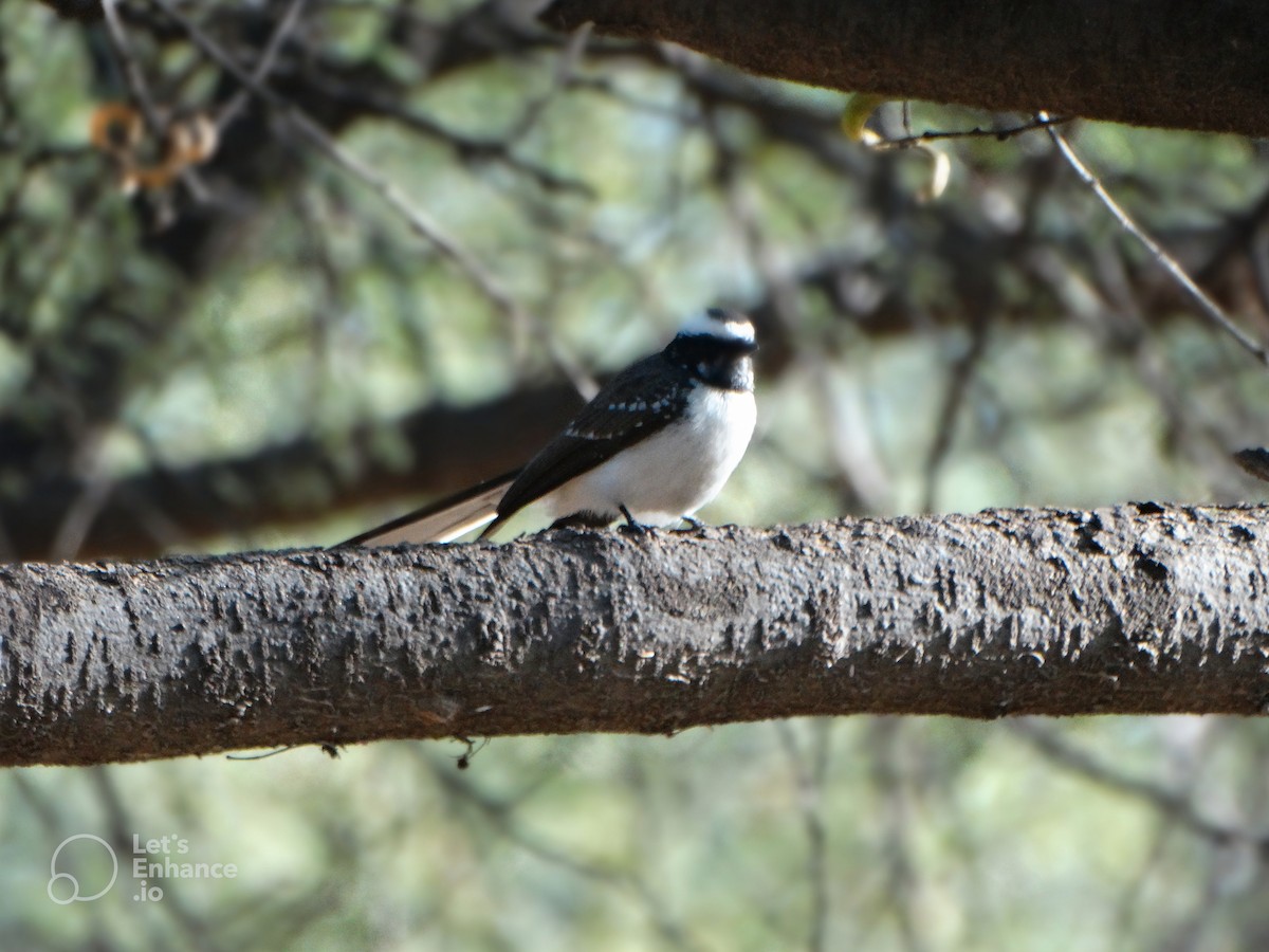 White-browed Fantail - ML587420971