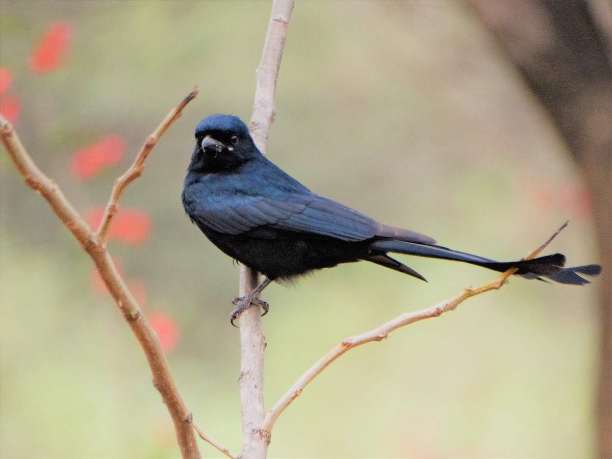 Black Drongo - Yogesh Kumar