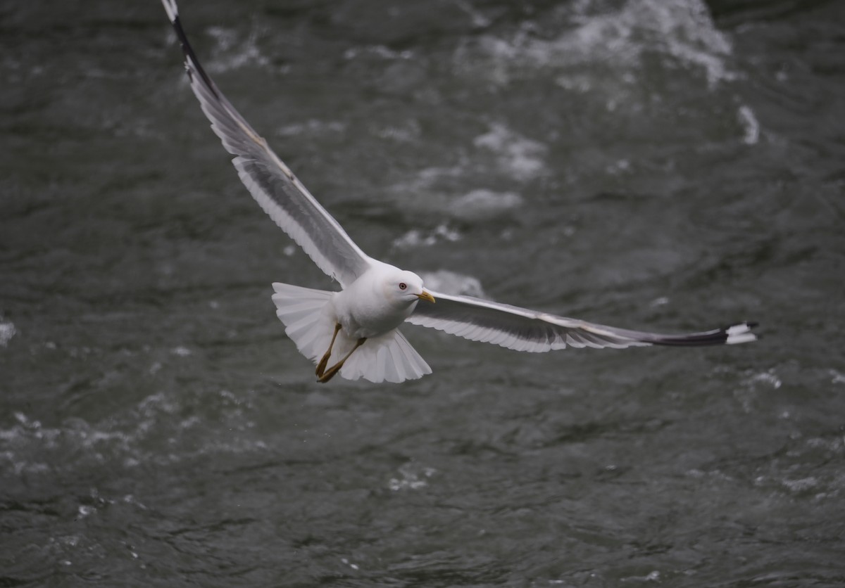 Short-billed Gull - Alexander Linton