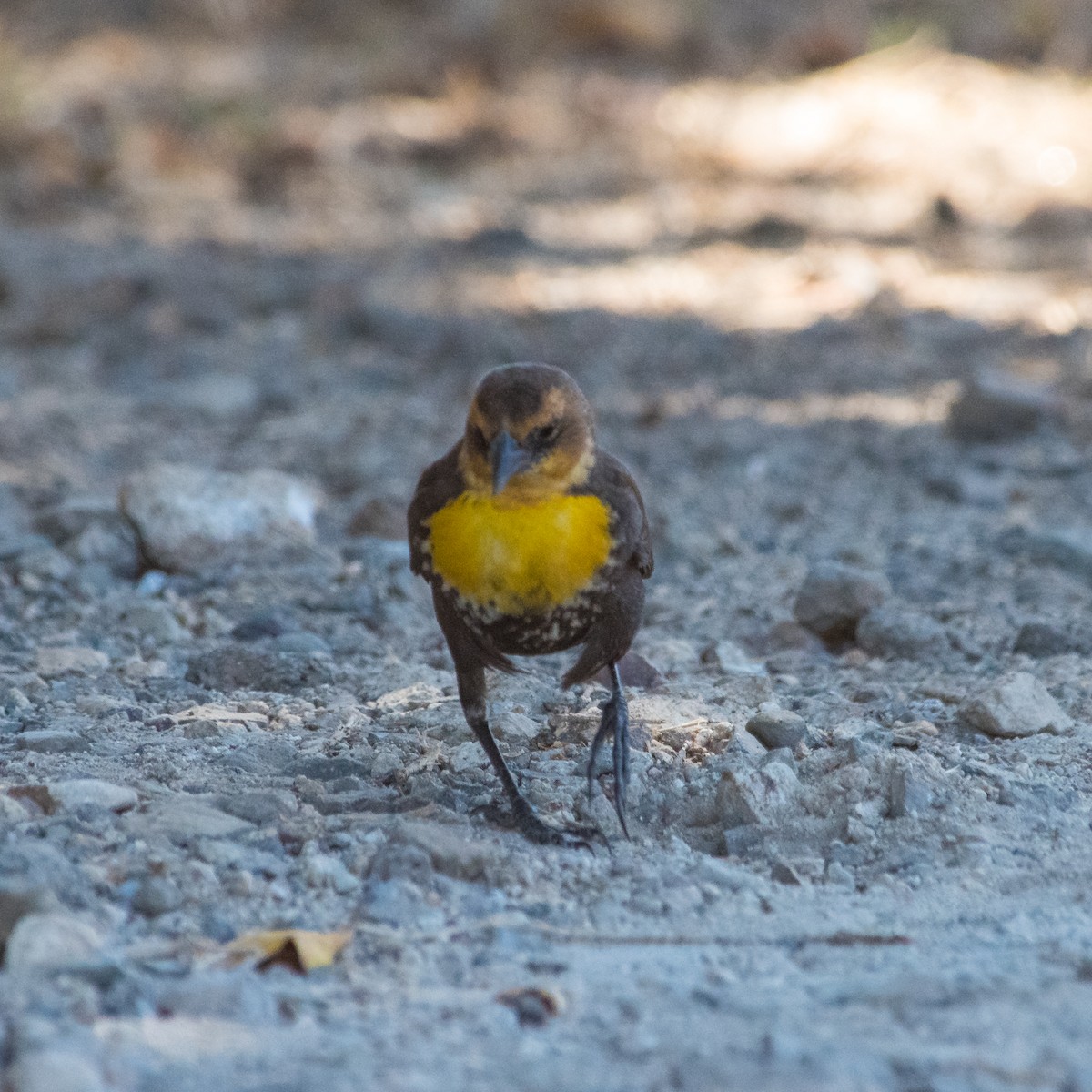 Yellow-headed Blackbird - ML587421971