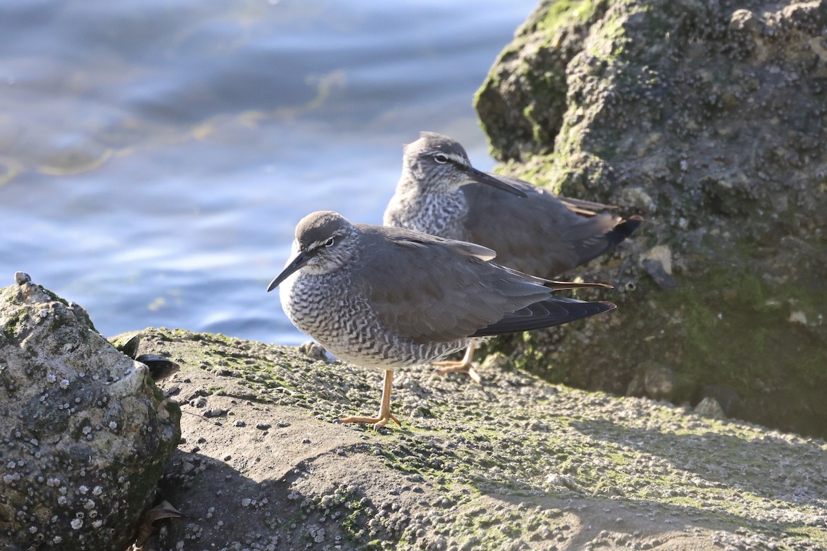 Wandering Tattler - Andrew William