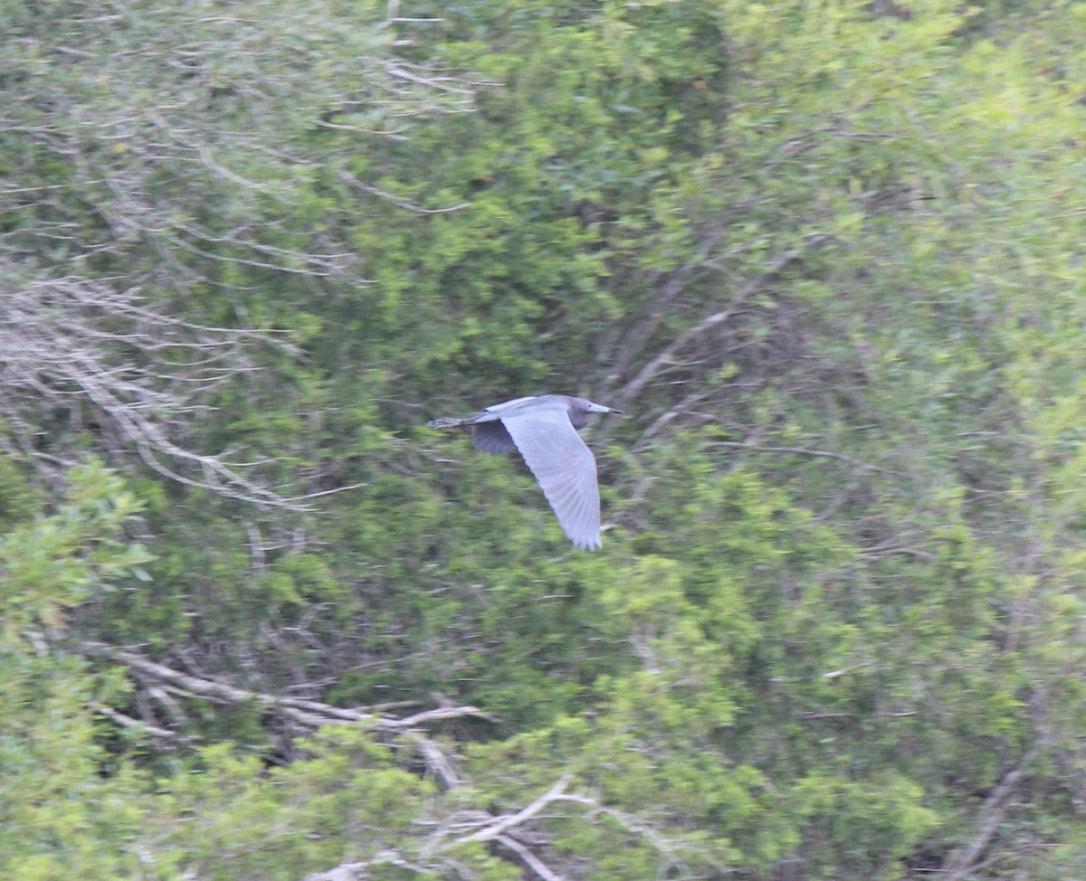 Little Blue Heron - John Oliver