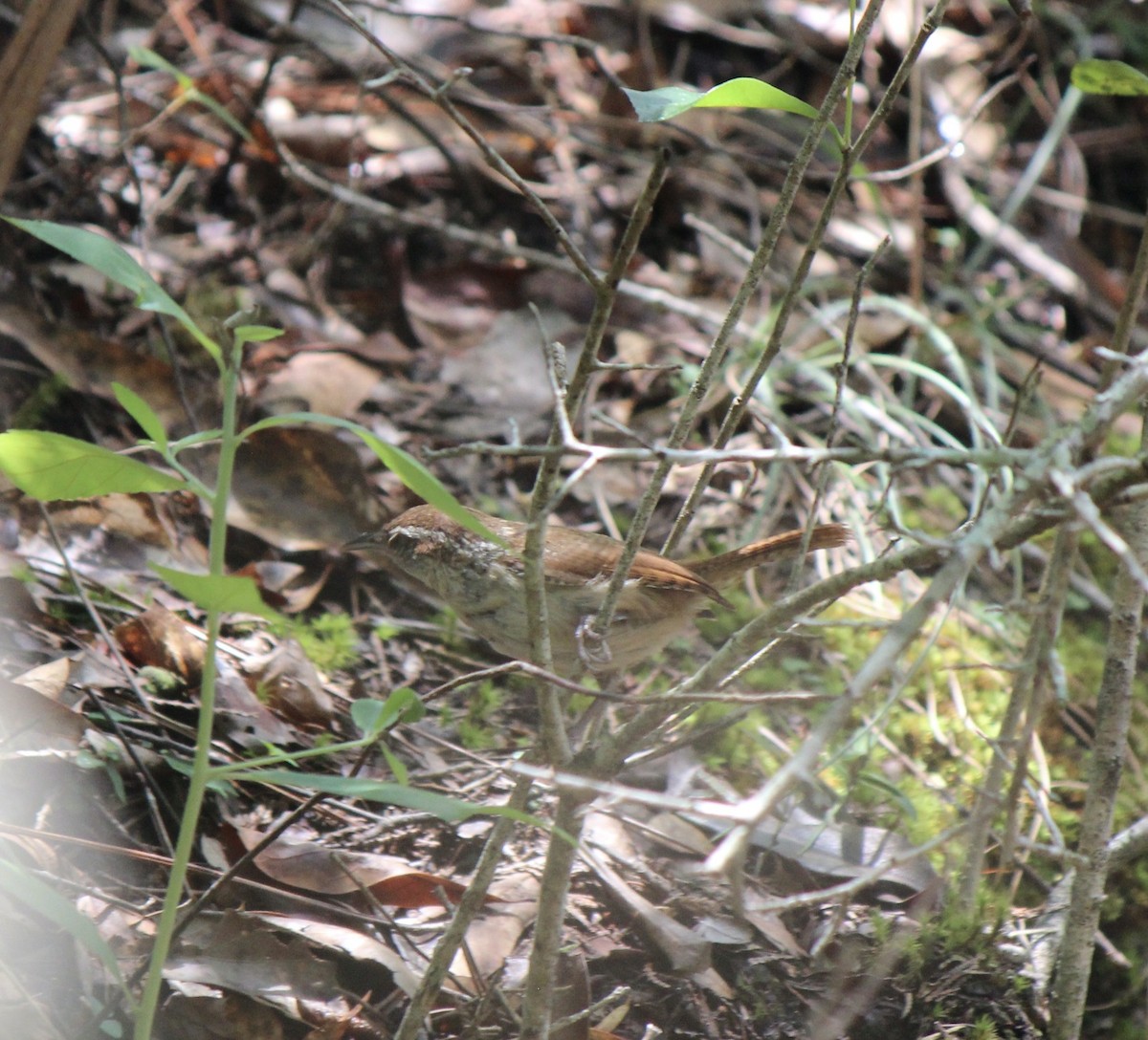 Carolina Wren - ML587423621