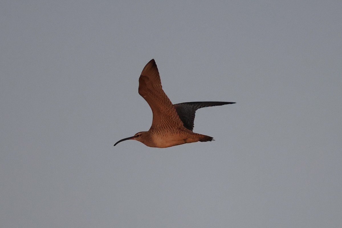 Whimbrel - Andrew William