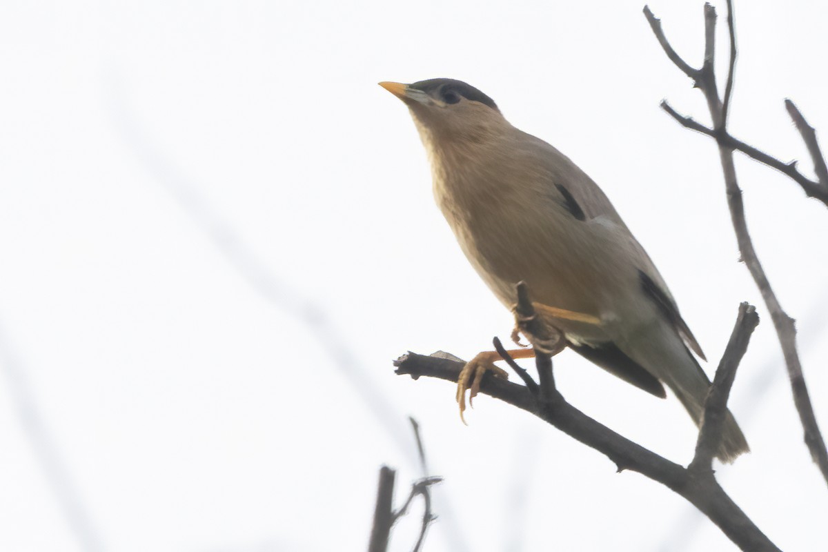 Brahminy Starling - ML587424541