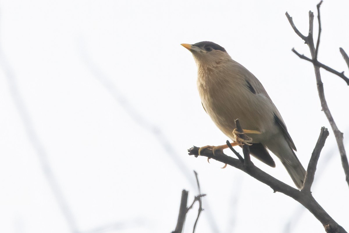 Brahminy Starling - ML587424551