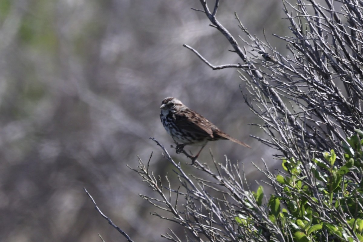 Song Sparrow - ML587425301