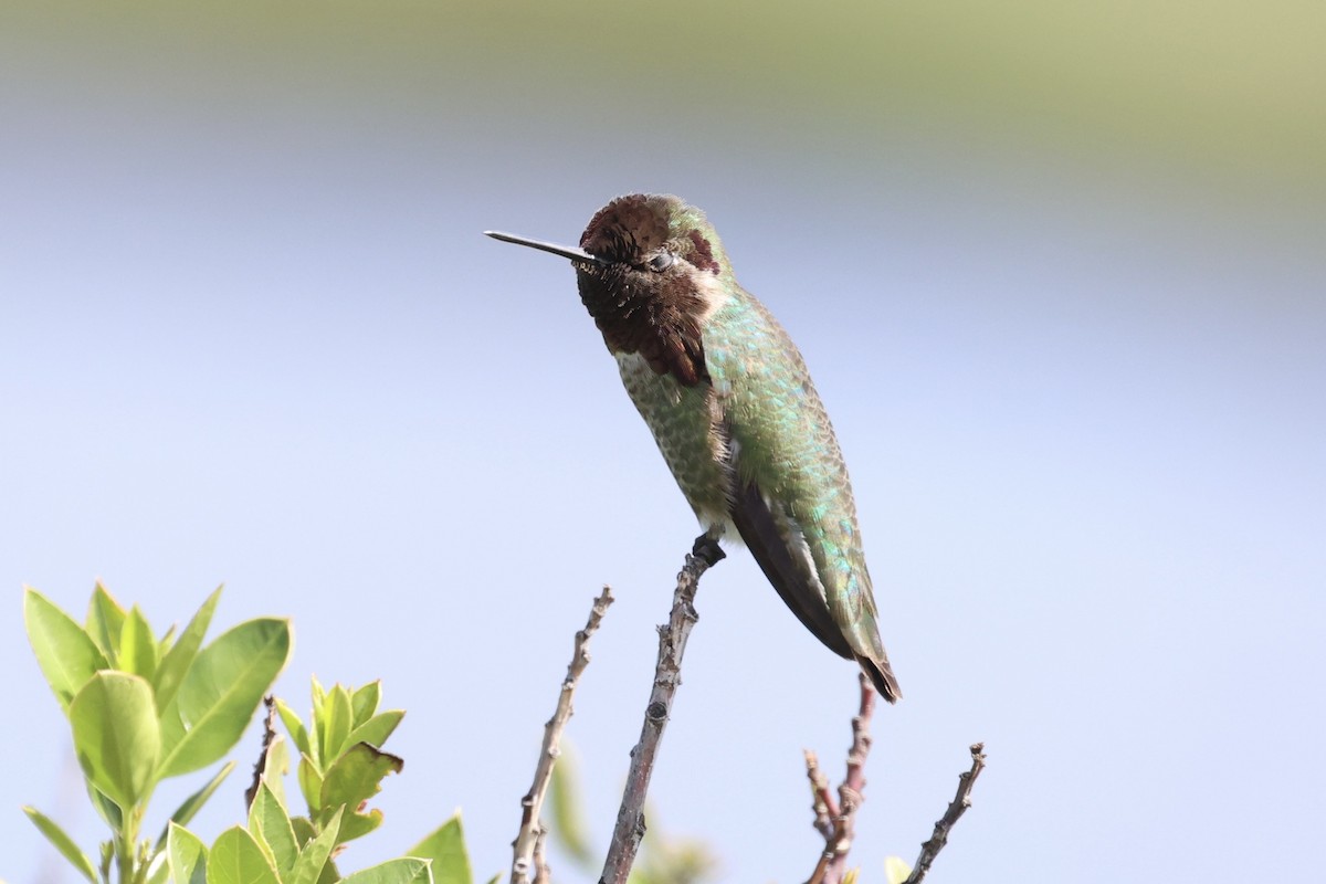 rødmaskekolibri - ML587425571