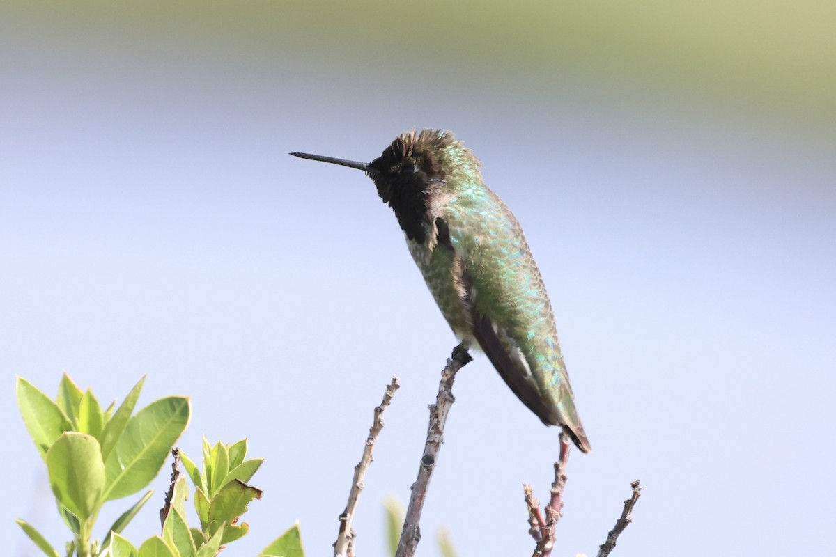 Anna's Hummingbird - ML587425581