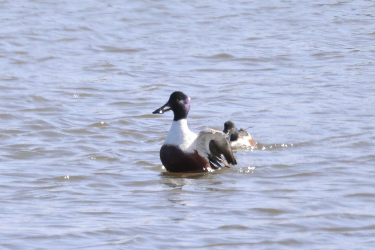 Northern Shoveler - ML587425831