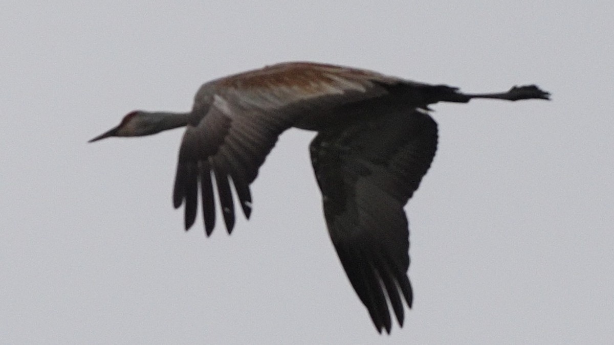 Sandhill Crane - ML587426241