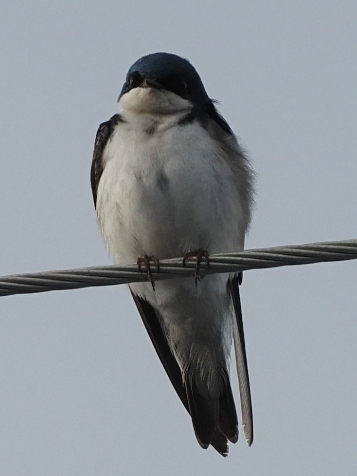 Tree Swallow - Milton Paul