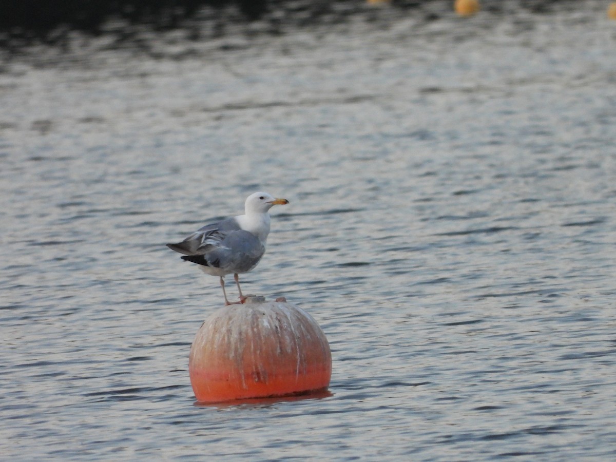 Caspian Gull - Sławomir Karpicki