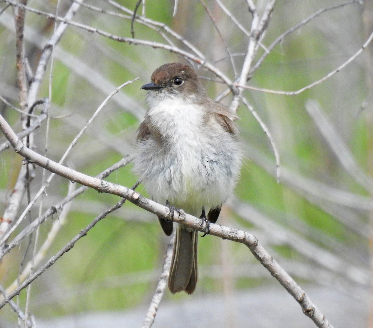 Eastern Phoebe - ML58743061