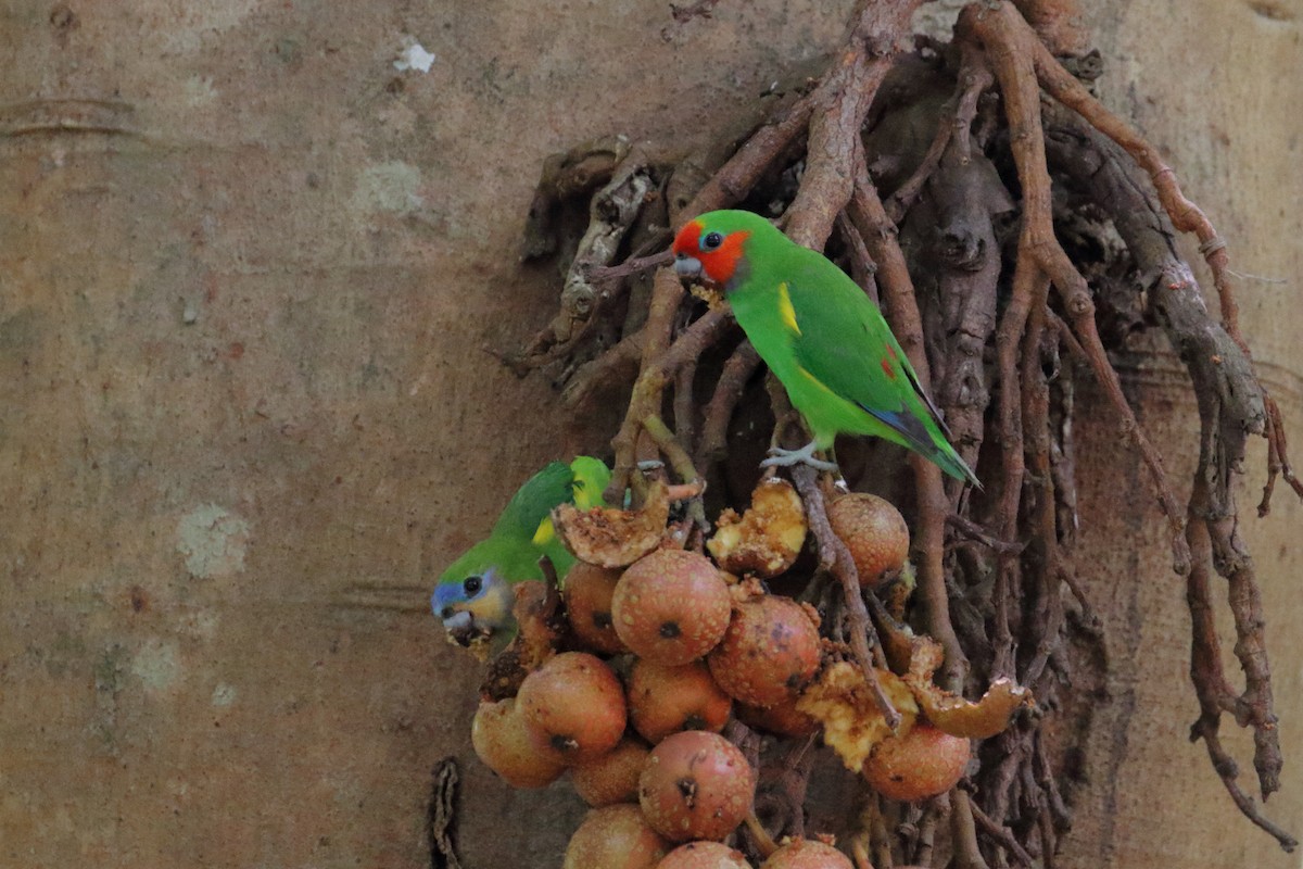 Double-eyed Fig-Parrot - ML587430741