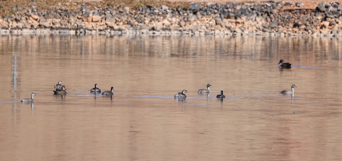 Hoary-headed Grebe - ML587430841