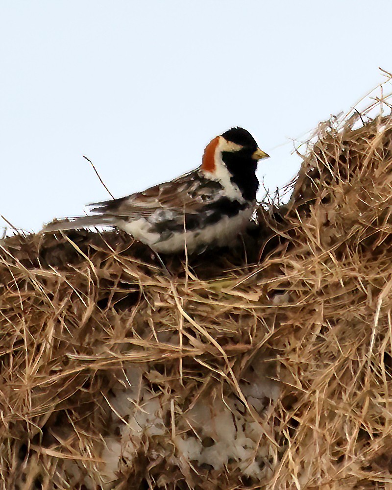 Lapland Longspur - ML587431681