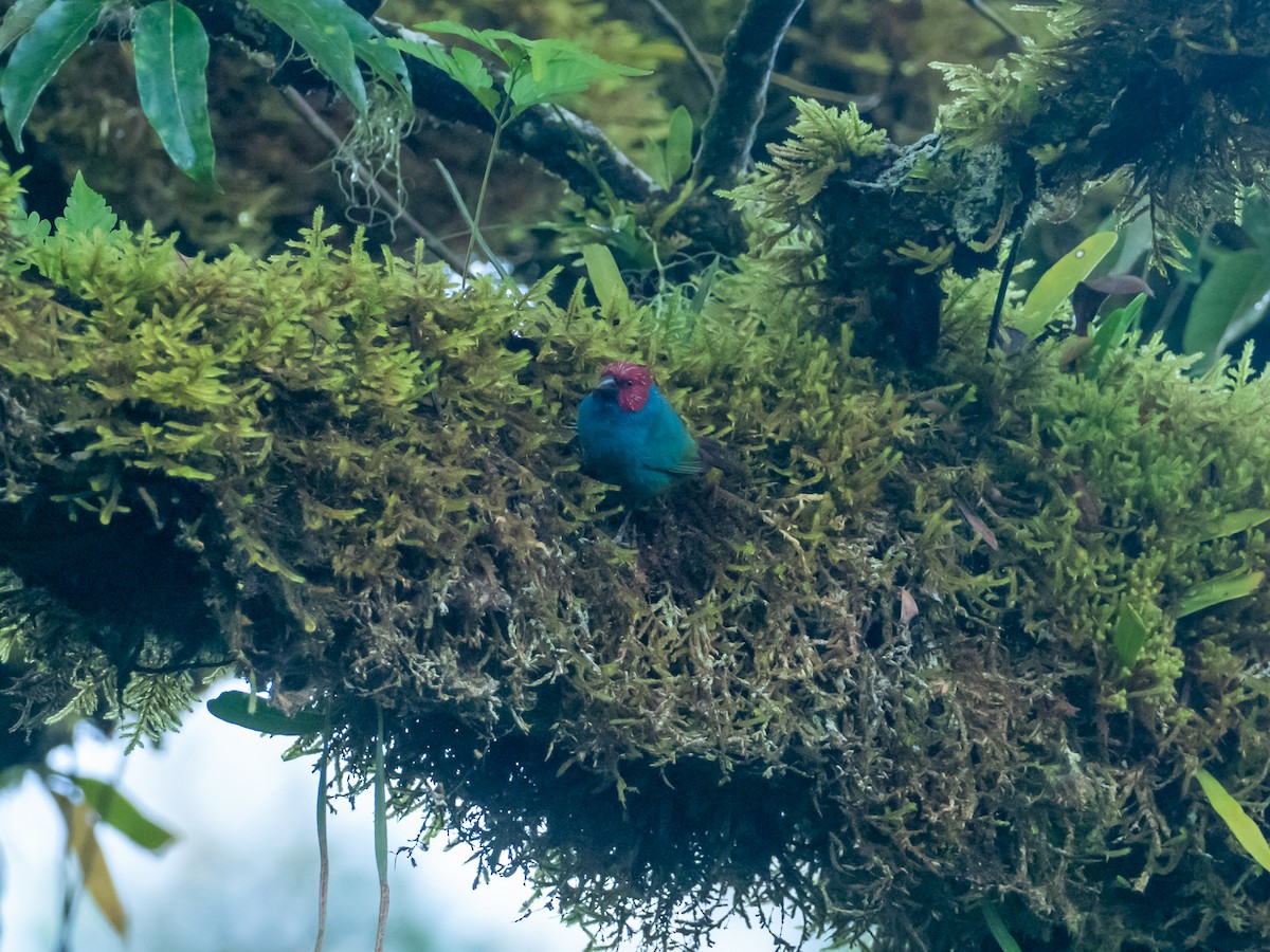 Royal Parrotfinch (Samoan) - ML587432061